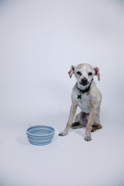 Collapsible Dog Bowl