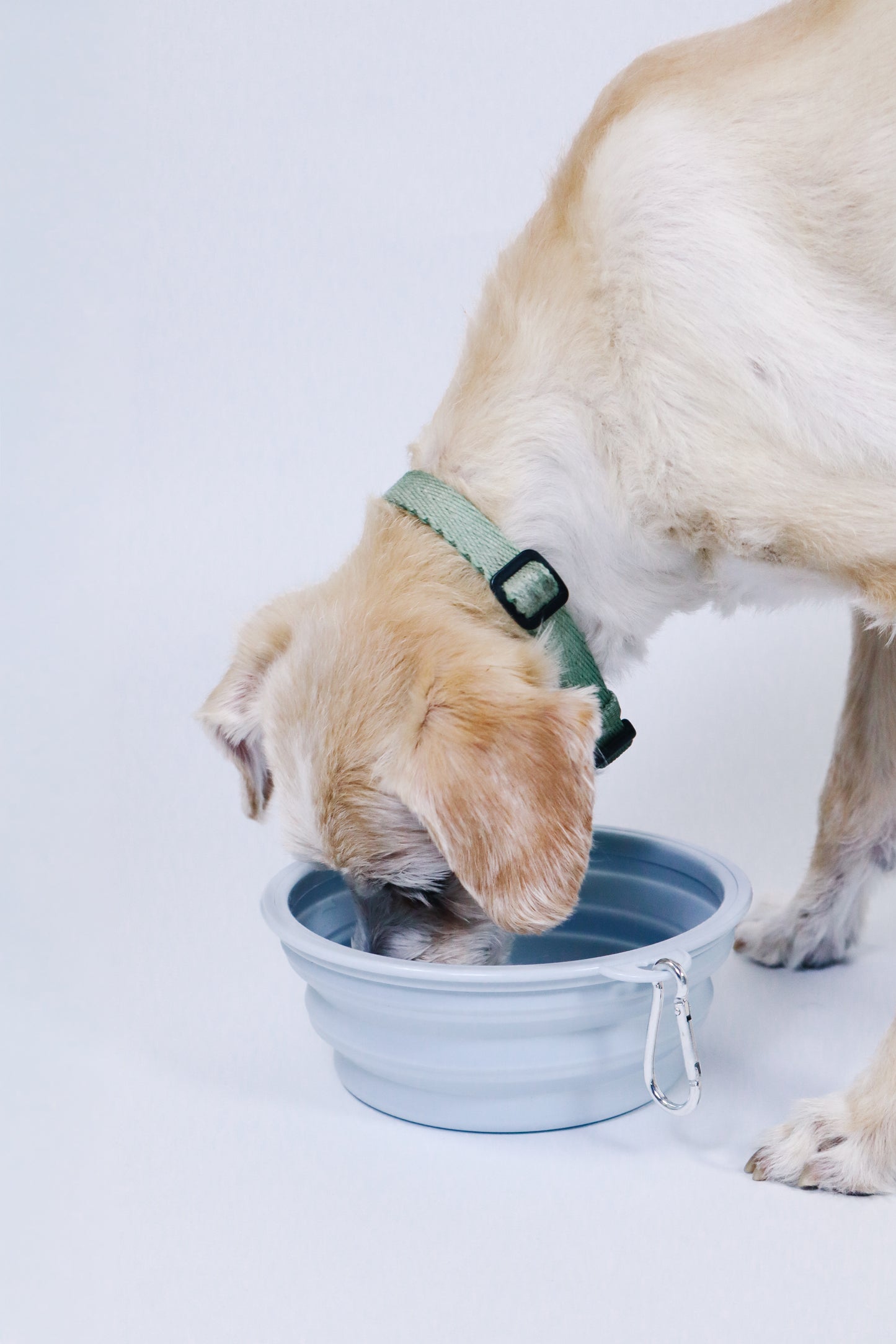 Collapsible Dog Bowl